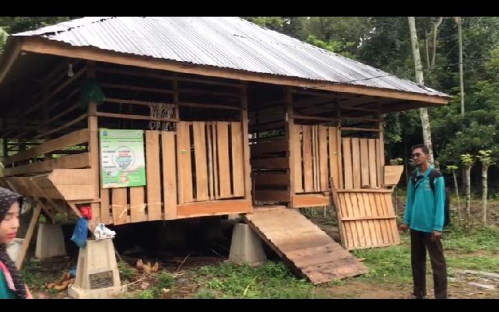 Penggemukan Kambing Gampong Sagoe